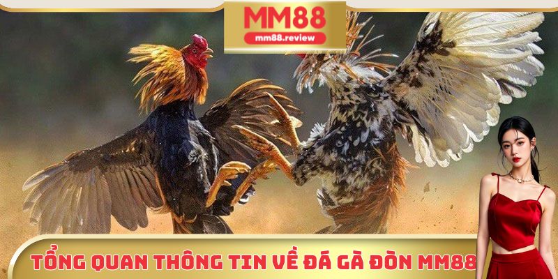 Một số thông tin cần biết về hình thức đá gà đòn MM8