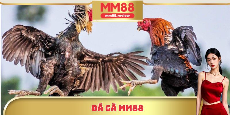 Đá gà MM88