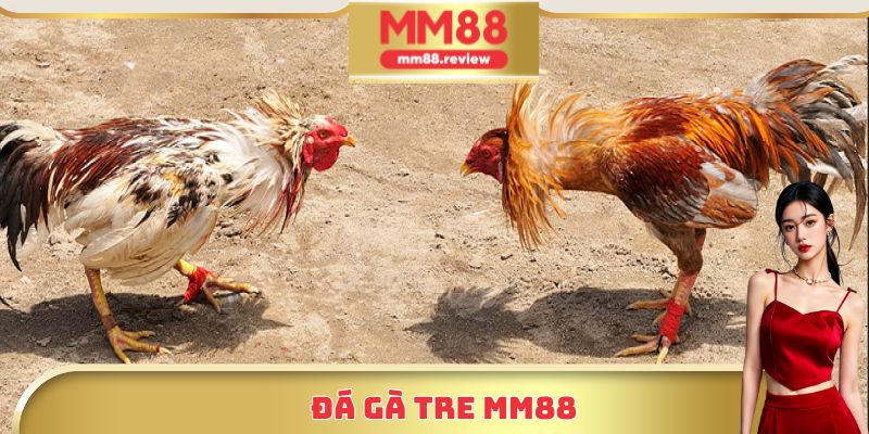 Đá gà tre MM88
