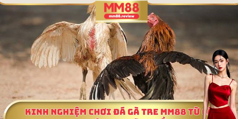 Kinh nghiệm chơi đá gà tre MM88 từ các cao thủ hàng đầu 