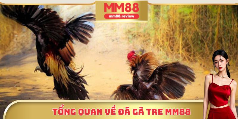 Một vài thông tin cơ bản cần biết về đá gà tre MM88