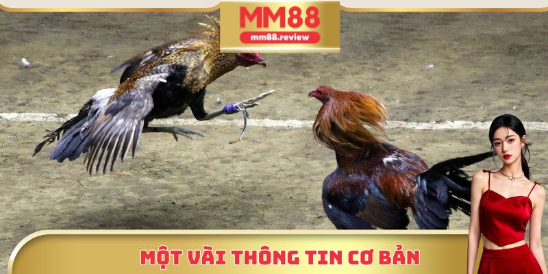 Những thông tin cơ bản cần biết về sảnh đá gà trực tuyến MM88