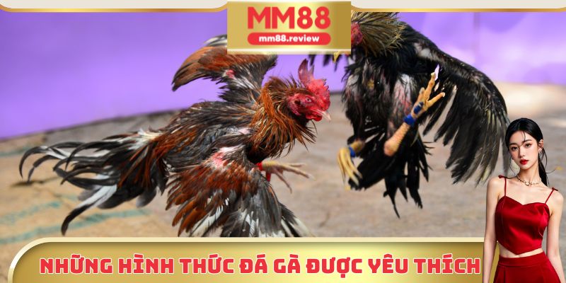 Những hình thức đá gà phổ biến và được yêu thích nhất tại MM88
