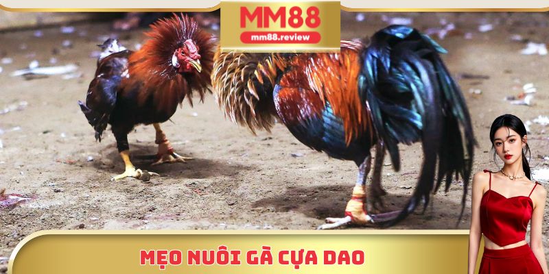 Mẹo nuôi đá gà cựa dao