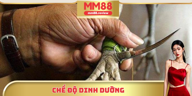 Chế độ dinh dưỡng rất quan trọng trong mẹo nuôi gà cựa dao
