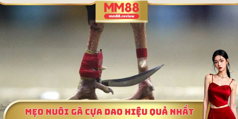 Mẹo nuôi gà cựa dao được nhiều sư kê áp dụng nhất hiện nay