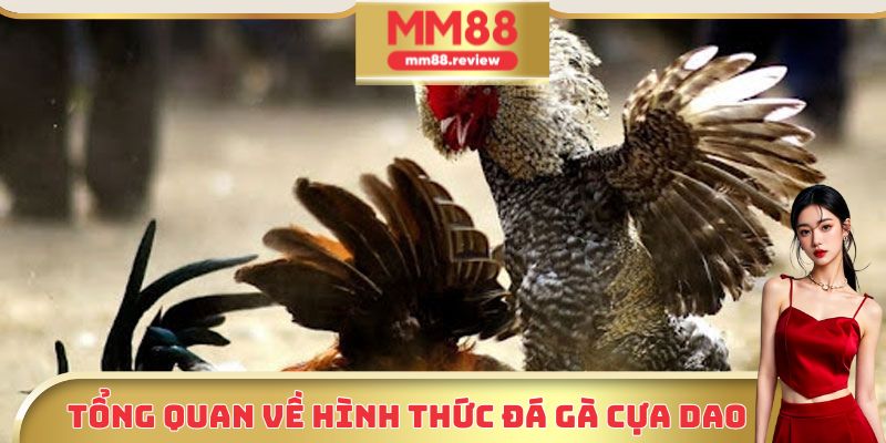 Đá gà cựa dao là một hình thức thi đấu rất phổ biến tại ĐNÁ