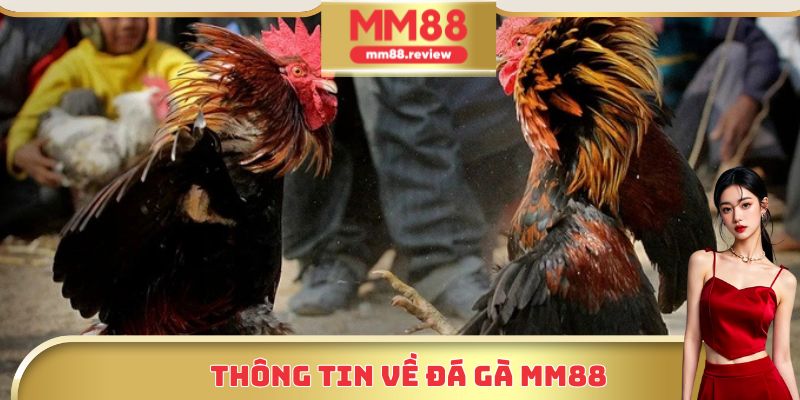 Thông tin về Đá Gà MM88
