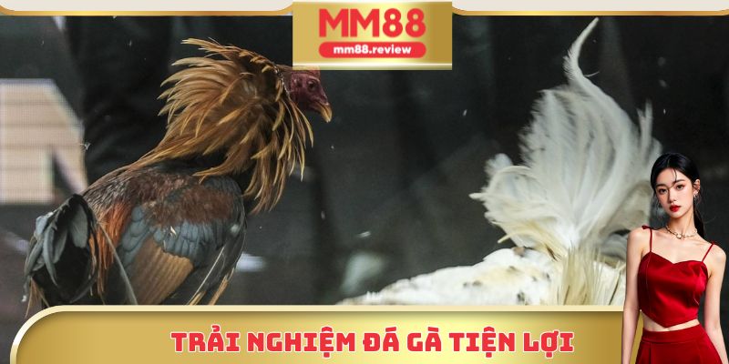 Trải nghiệm đá gà tiện lợi