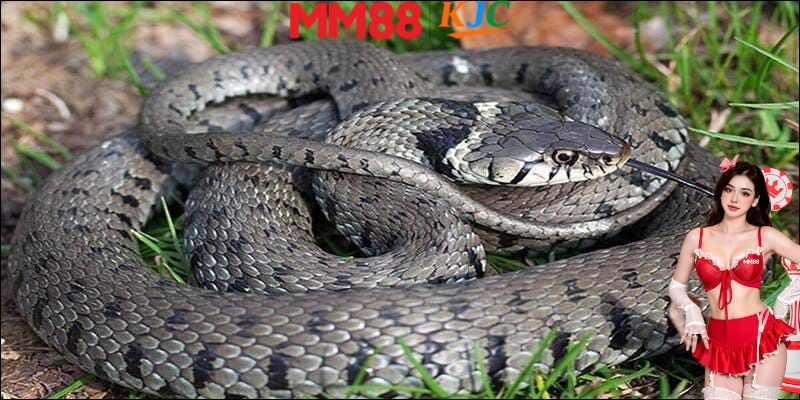 Con số may mắn khi nằm mơ thấy rắn