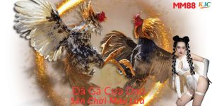 Đá gà cựa dao MM88