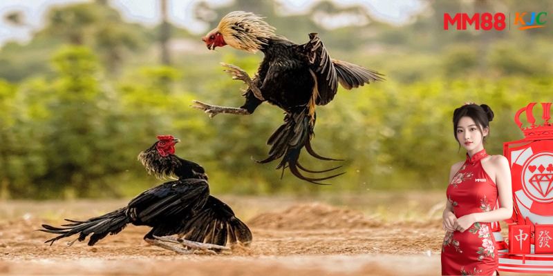 Kinh nghiệm chọn kèo trong đá gà cựa dao