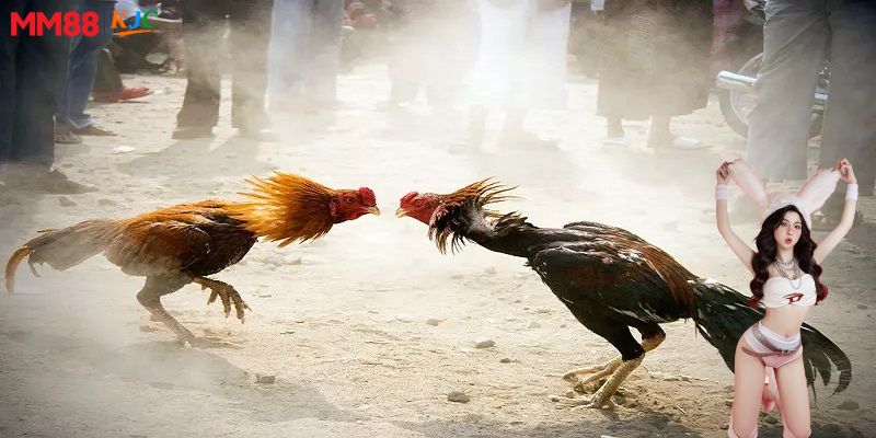 Lợi ích thi tham gia tại MM88