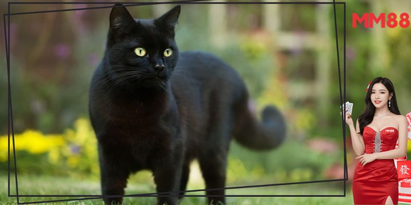 Mơ thấy mèo đen là tốt hay xấu