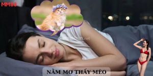 Mơ thấy mèo MM88 giải nghĩa
