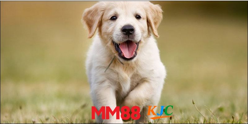 Nằm mơ thấy chó con