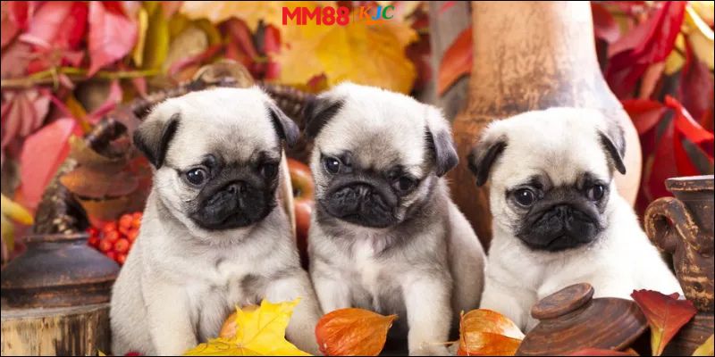 Nằm mơ thấy chó MM88