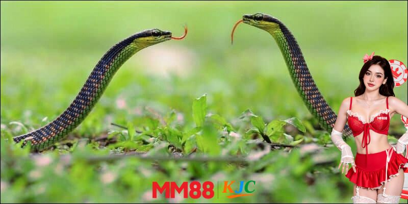 Nằm mơ thấy rắn MM88