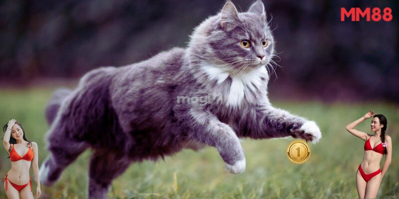 Tình huống khi chiêm bao thấy mèo